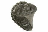 Long, Curled Austerops Trilobite - Morocco #323245-2